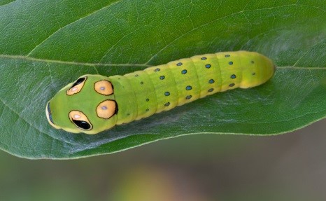 Spicebush-Caterpillar.jpg